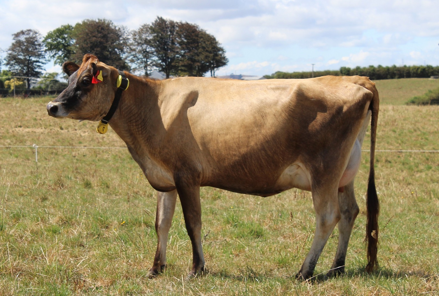 Jersey dairy cow standing in field
