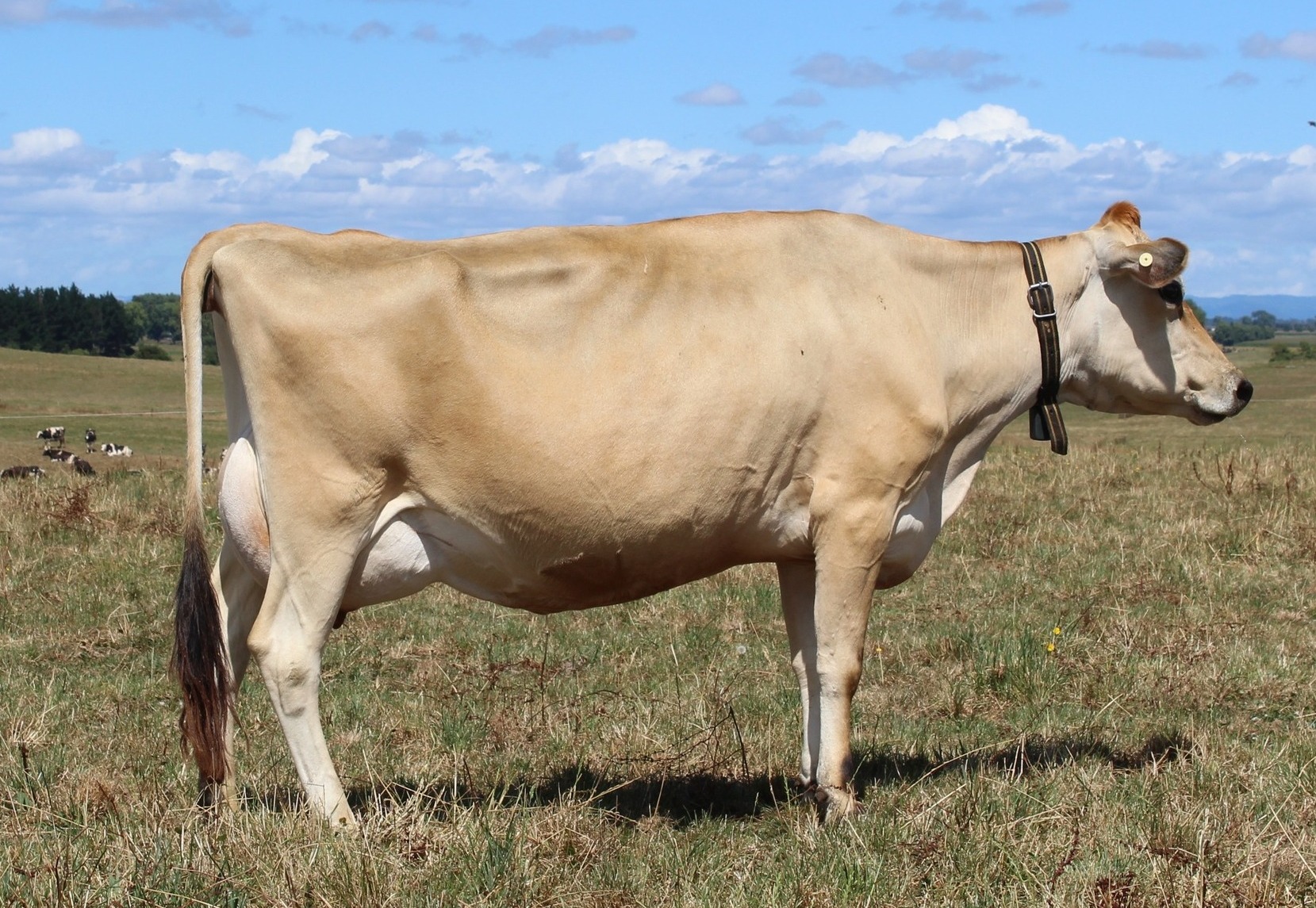 Jersey cow at Alpha Dairy Farm