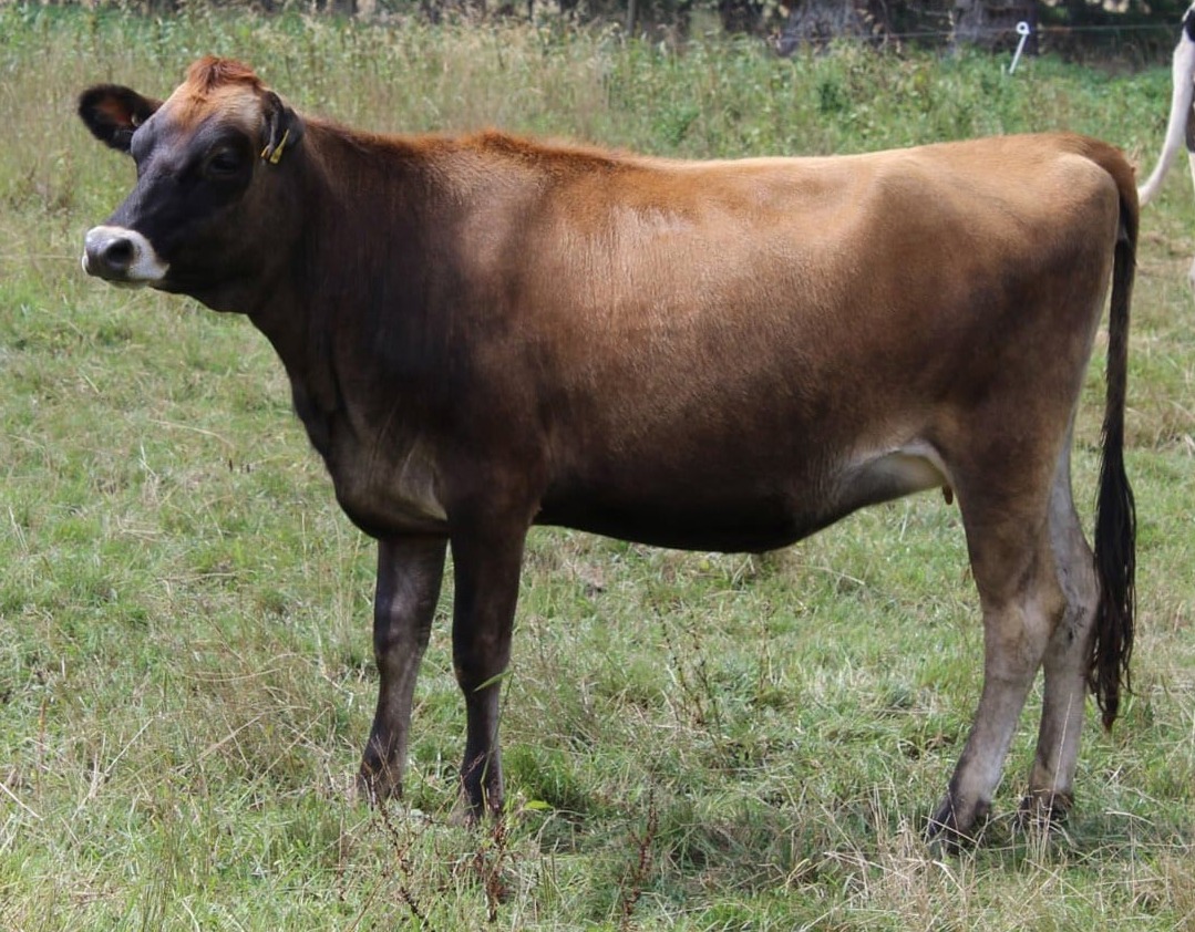 Jersey cow in Kandy pasture