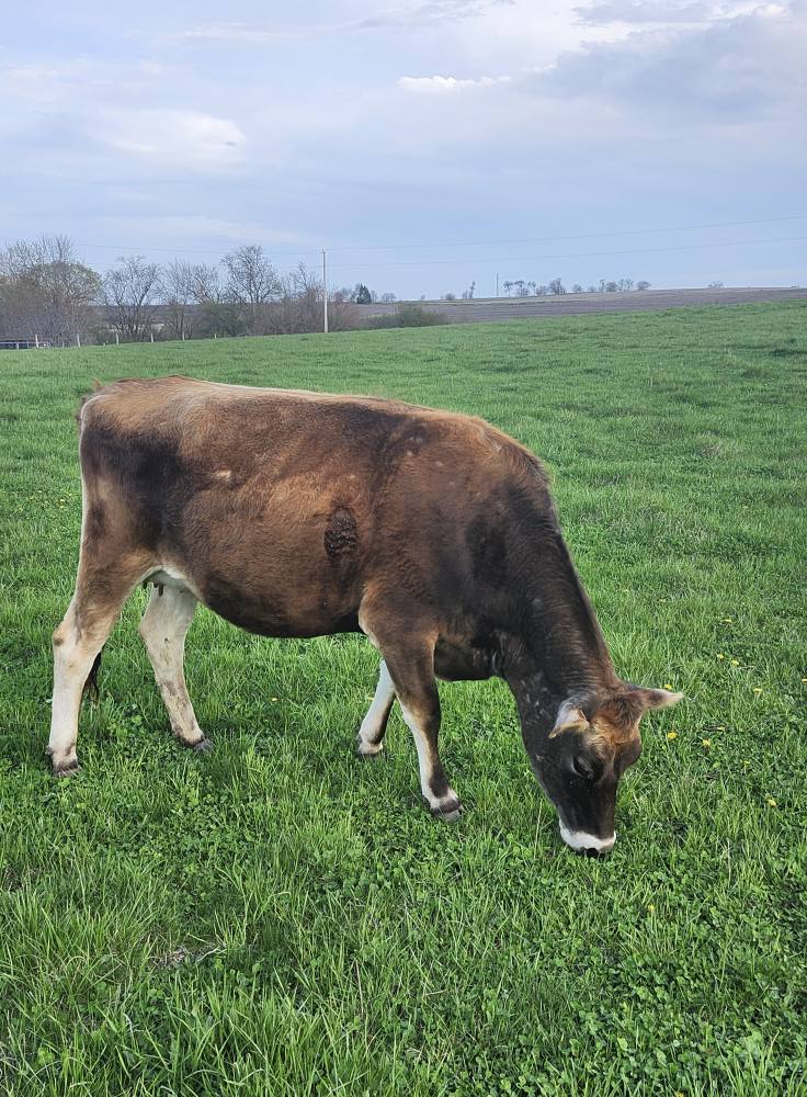 Jersey cow grazing on green pasture