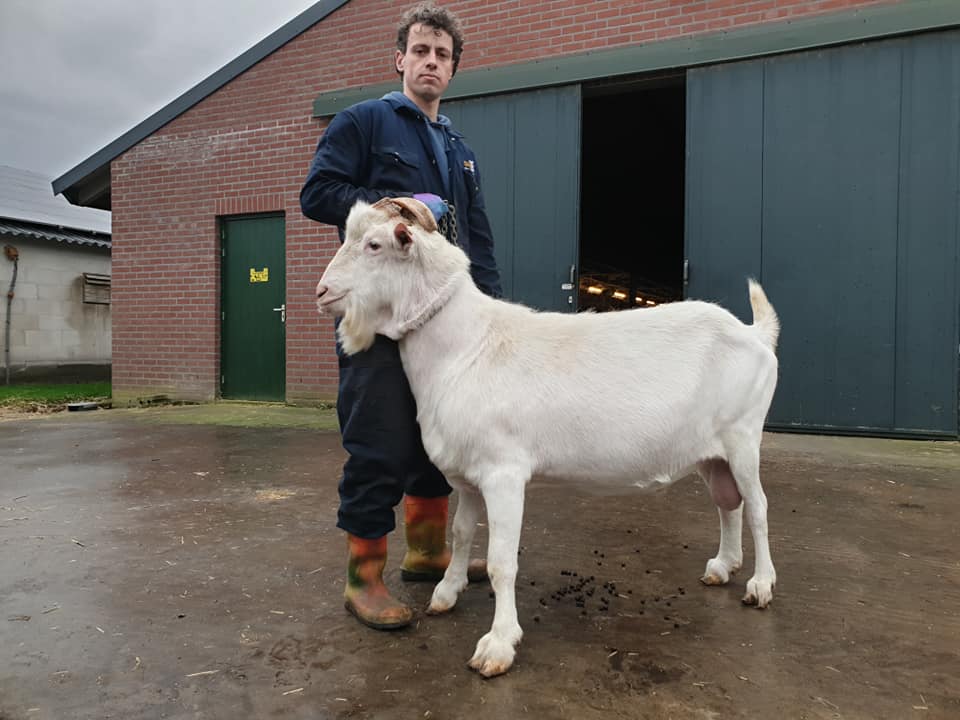 De Romer Saanen buck 170kg semen donor Netherlands