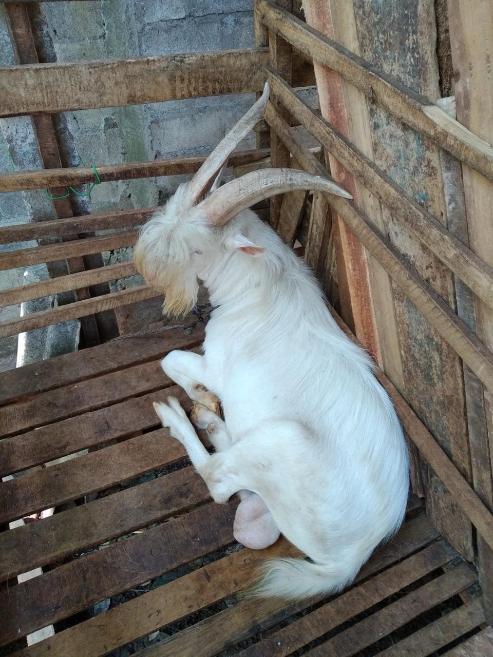 Saanen goat at Alpha Dairy farm