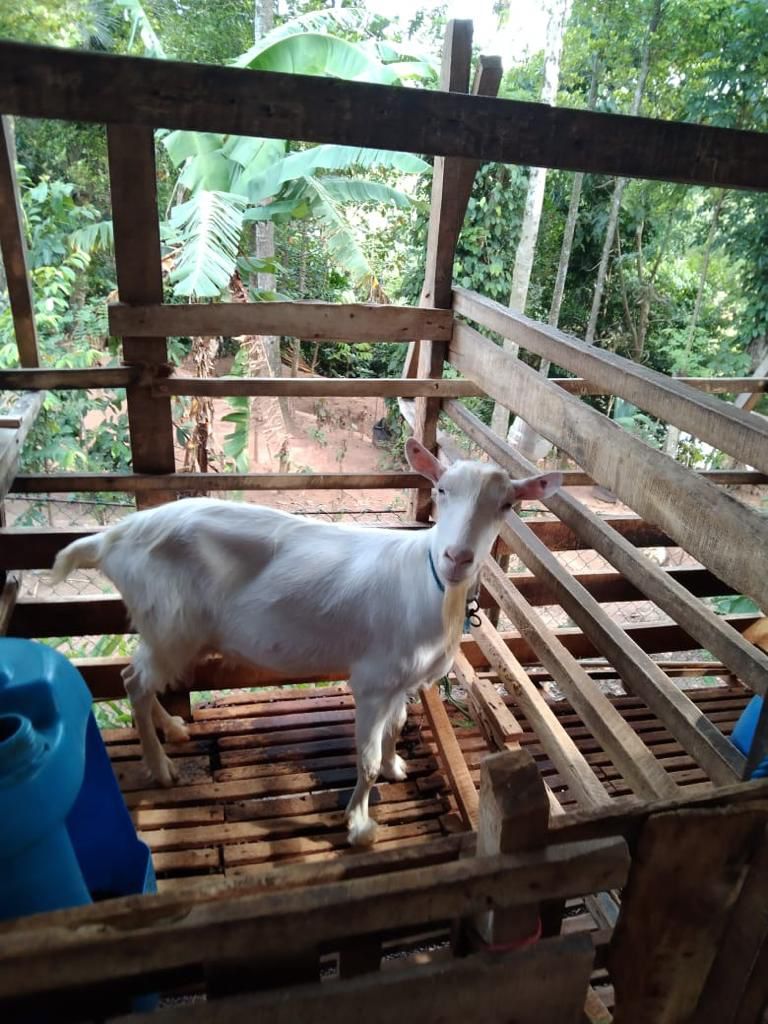 Saanen goat at Alpha Dairy farm, Kandy
