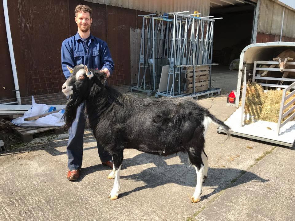 GKN British Alpine goat Goffe selected breeding stock